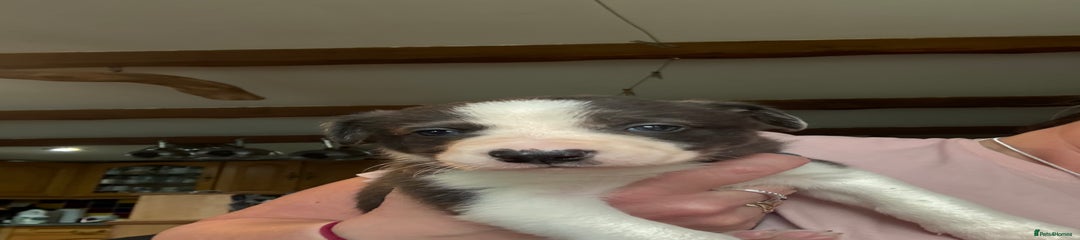 Border Collie Puppy 4