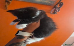 Maine Coon cats for sale: Stunning maincoon cross kittens  - Image 3