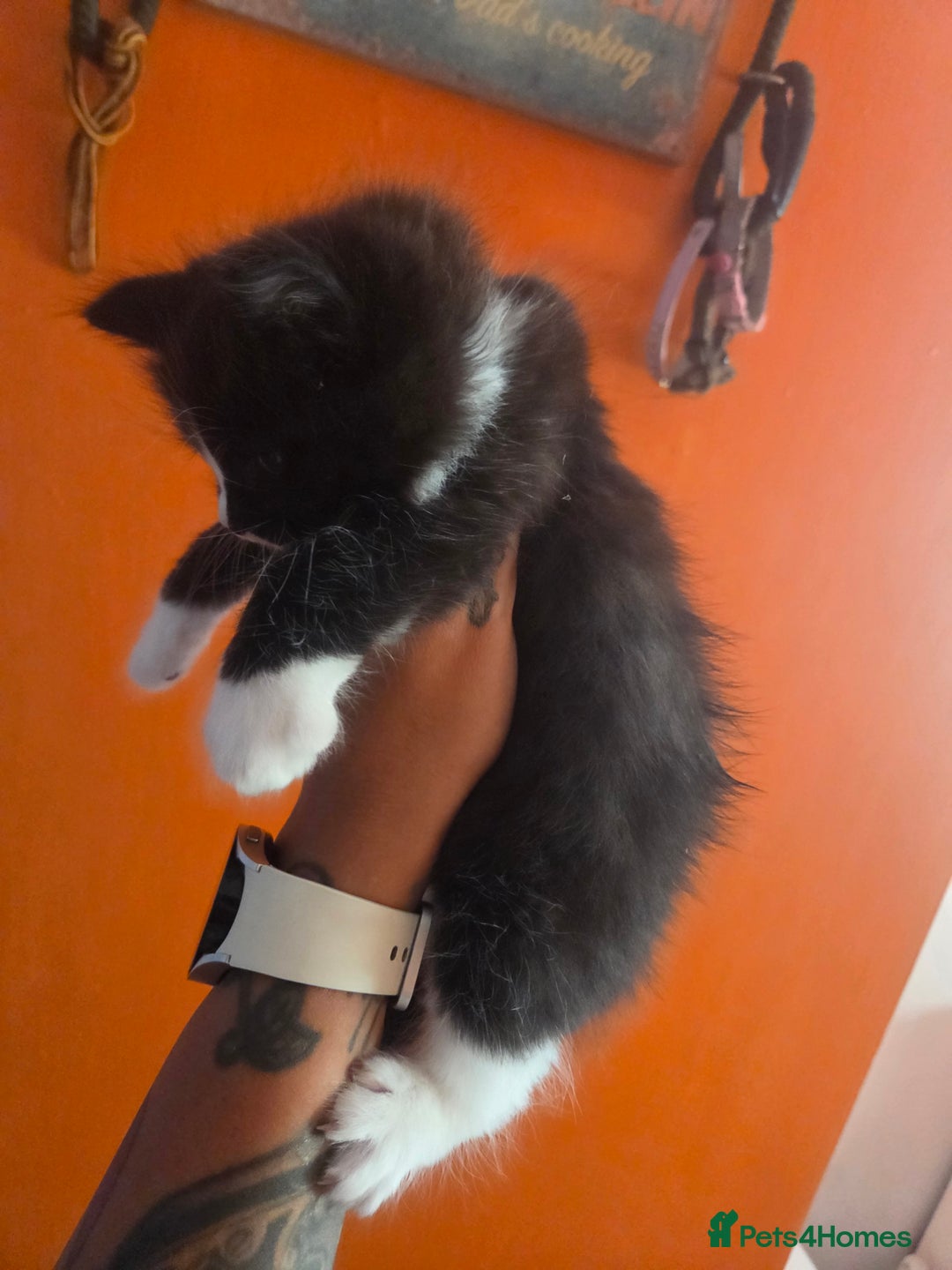 Maine Coon cats for sale: Stunning maincoon cross kittens  - Image 3