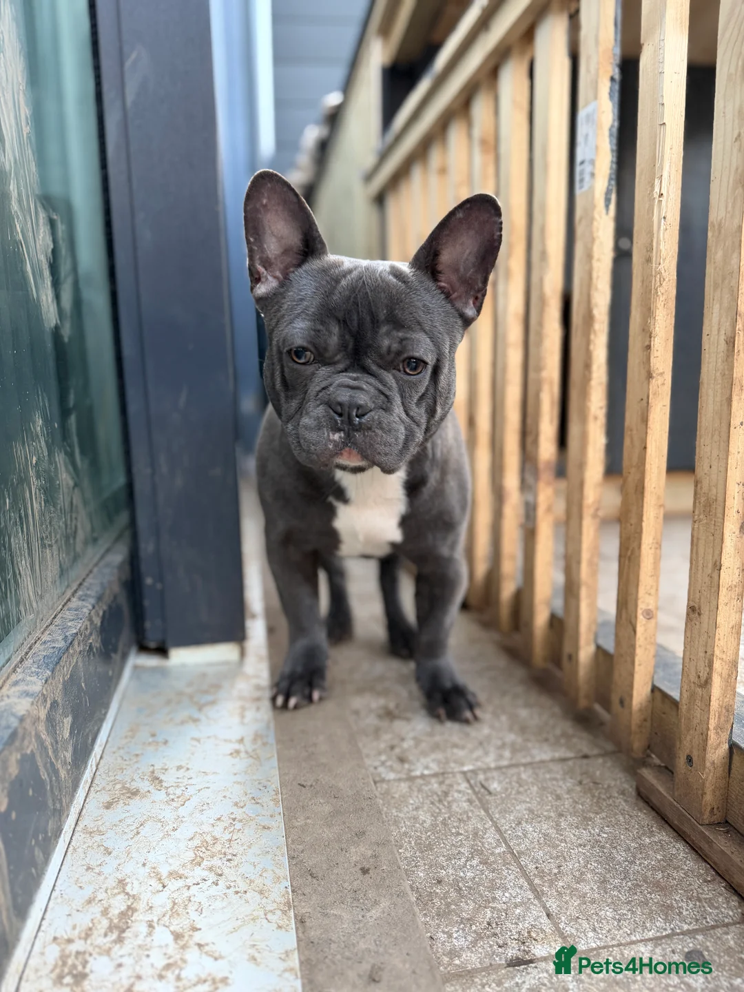 French Bulldog dogs for sale: French bulldogs puppies  in Doncaster - Advert 2