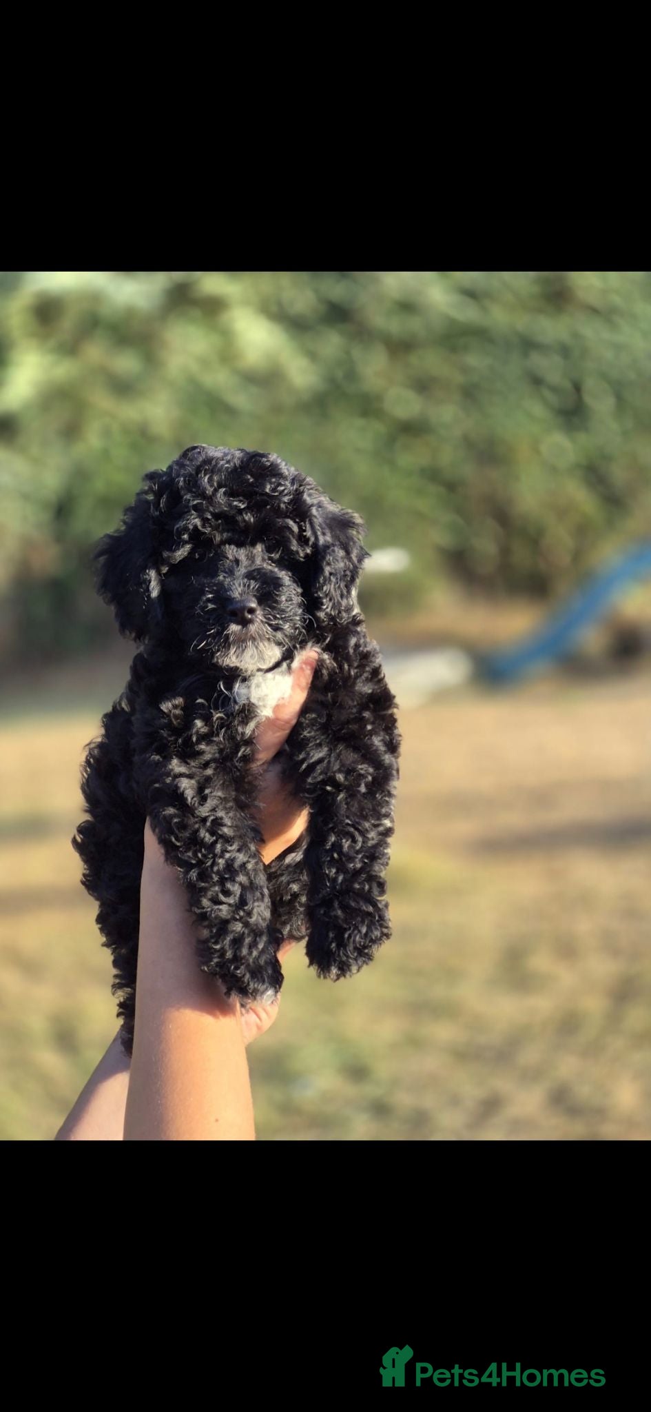 Lhasapoo dogs Ready to Leave Gorgeous Lhachon/Poodle - Advert 2