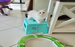 Ragdoll cats for sale: Nicest top reg Ragdoll kittens up for sale - Image 7