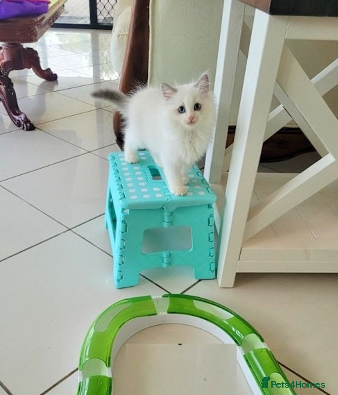 Ragdoll cats for sale: Nicest top reg Ragdoll kittens up for sale - Image 7