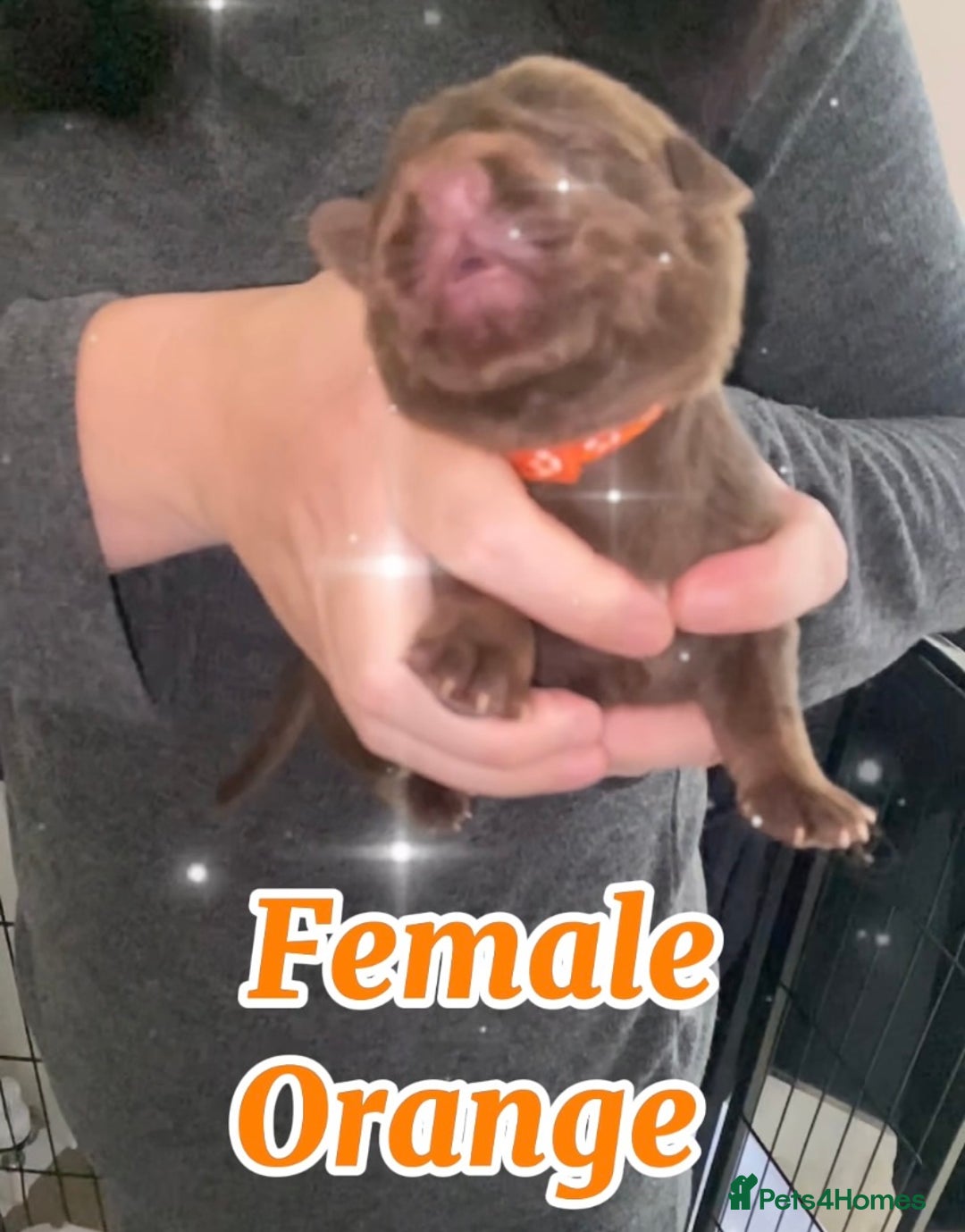 Mixed Breed dogs for sale: 🐾 Beautiful Puppies Looking 4 A Forever Homes 🐾 - Image 9