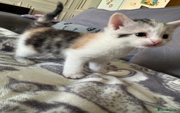 Bengal cats for sale: 4 beautiful part bengal kittens  - Image 4
