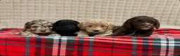 Cockapoo dogs for sale: STUNNING COCKAPOO PUPPIES READY NOW - Advert 16