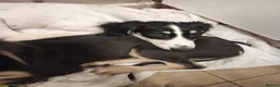 Saluki dogs for sale: Saluki  ** d whippet  in Liverpool - Advert 3