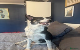 Mixed Breed dogs for sale: Saved from streets of Albania  - Image 2