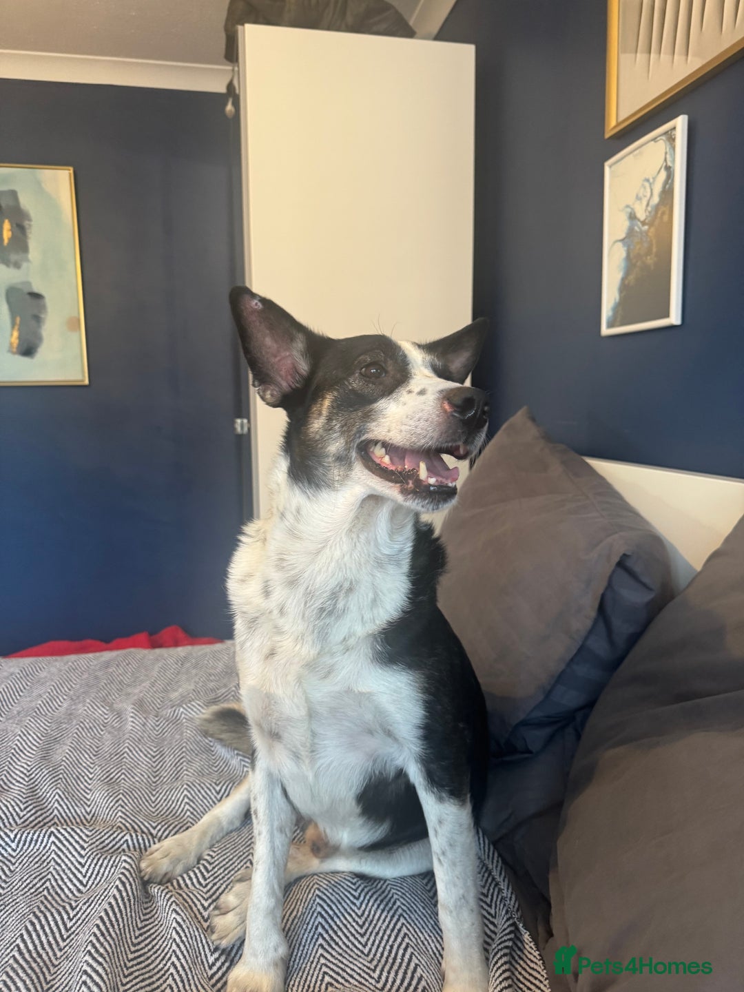 Mixed Breed dogs for sale: Saved from streets of Albania  - Image 2