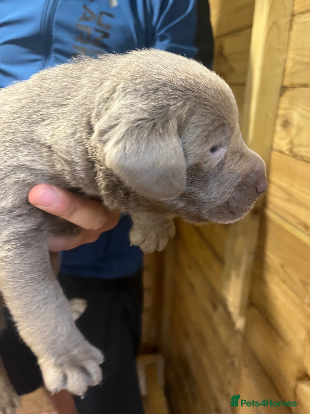 Labrador Retriever dogs for sale: Silver Labrador puppy’s  - Image 6