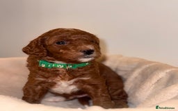 Cavapoochon dogs for sale: Cavapoochon Puppies - Ready 16 October - Image 14