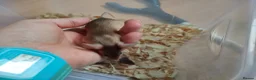 Mouse rodents for sale: Fancy pet mice - Advert 8