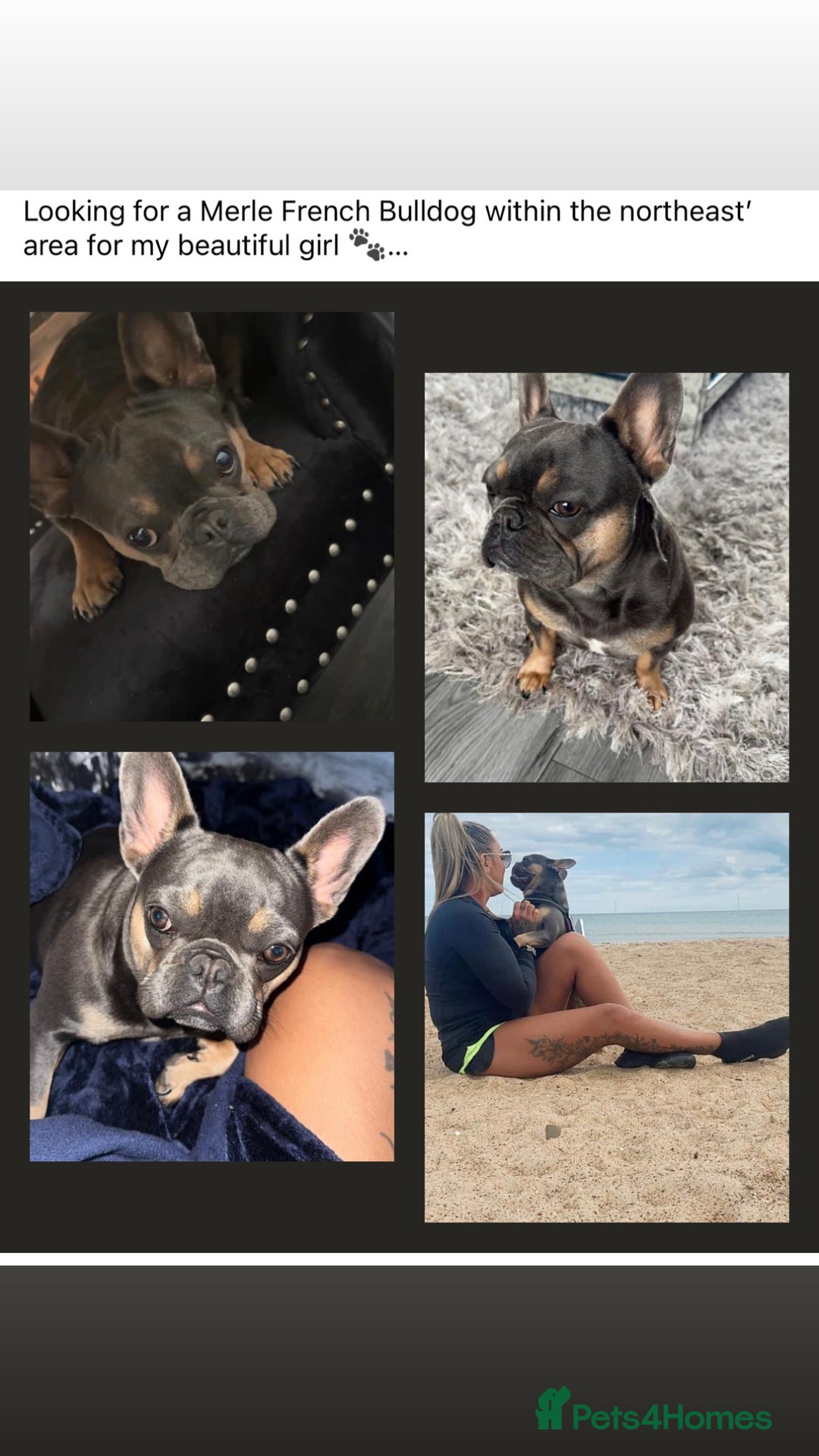 French Bulldog dogs for sale: 4 year old French bulldog - Image 8