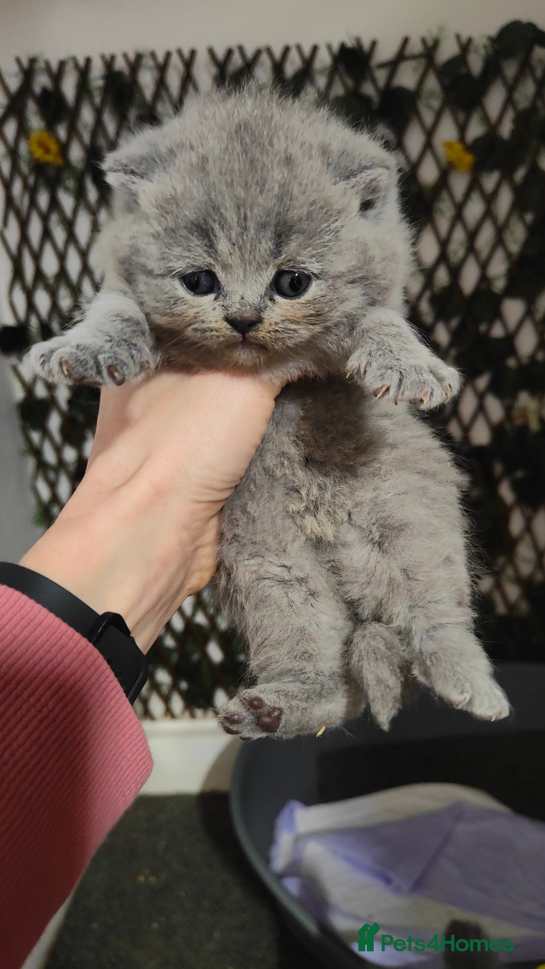 British Shorthair cats for sale: GCCF Registered Chunky British Shorthair Kittens  - Advert 4