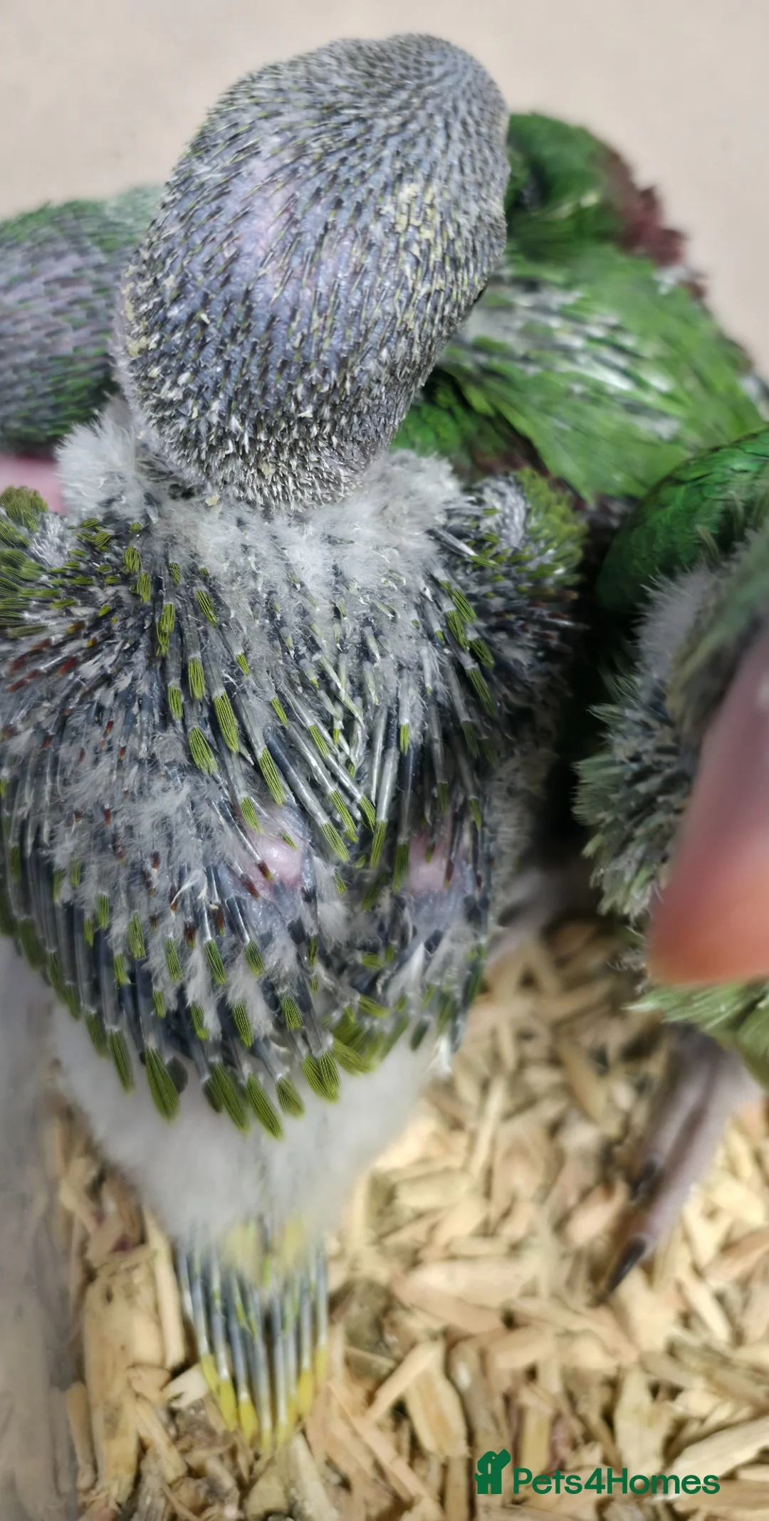Parakeets birds for sale: proven pair Alexanderine gives olive chiks - Advert 15