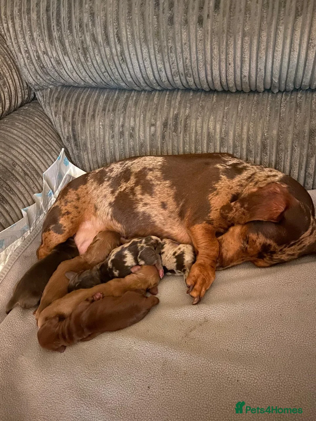 Dachshund dogs for sale: Long haired girl and left  - Advert 1