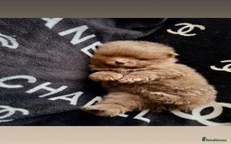 Pomeranian dogs for sale: KC Pomeranian pups - Image 3