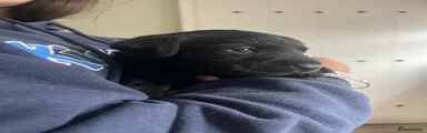 Labrador Retriever 1