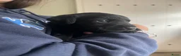 Labrador Retriever dogs for sale: Homebred much loved Labrador Puppies  - Advert 7