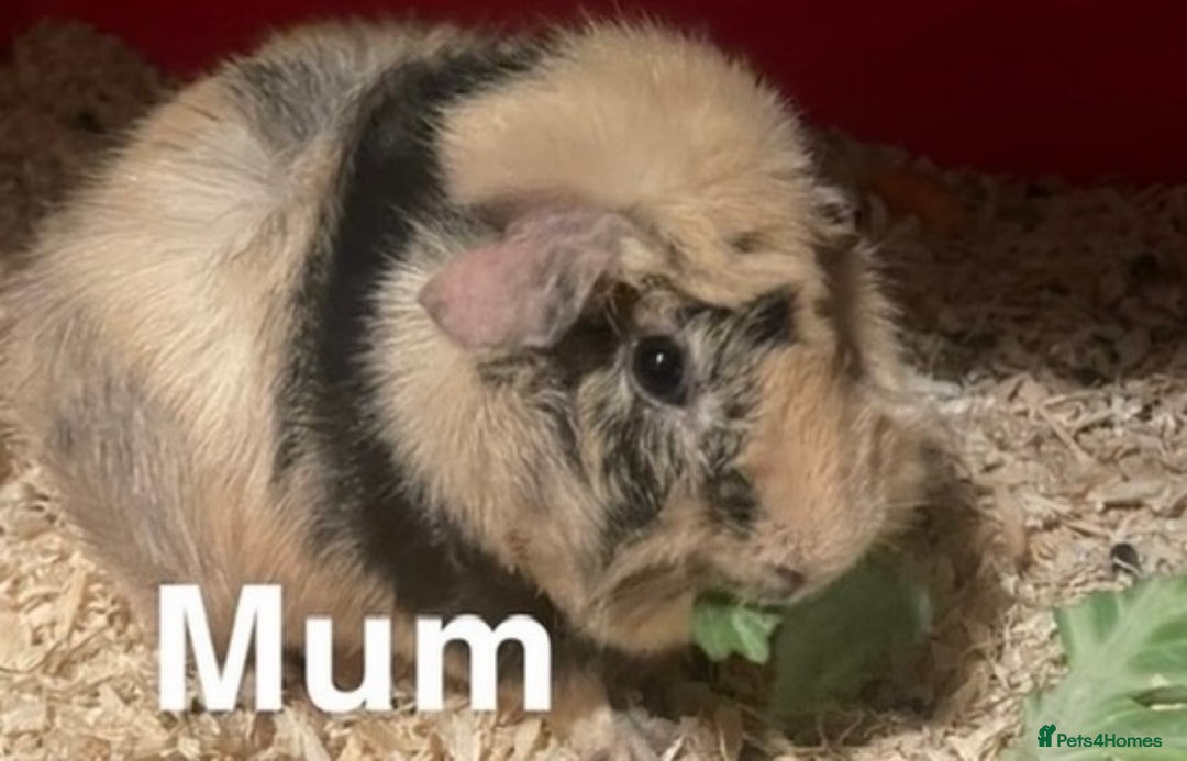 Guinea Pig rodents for sale: Guinea pigs are reserved  - Advert 2