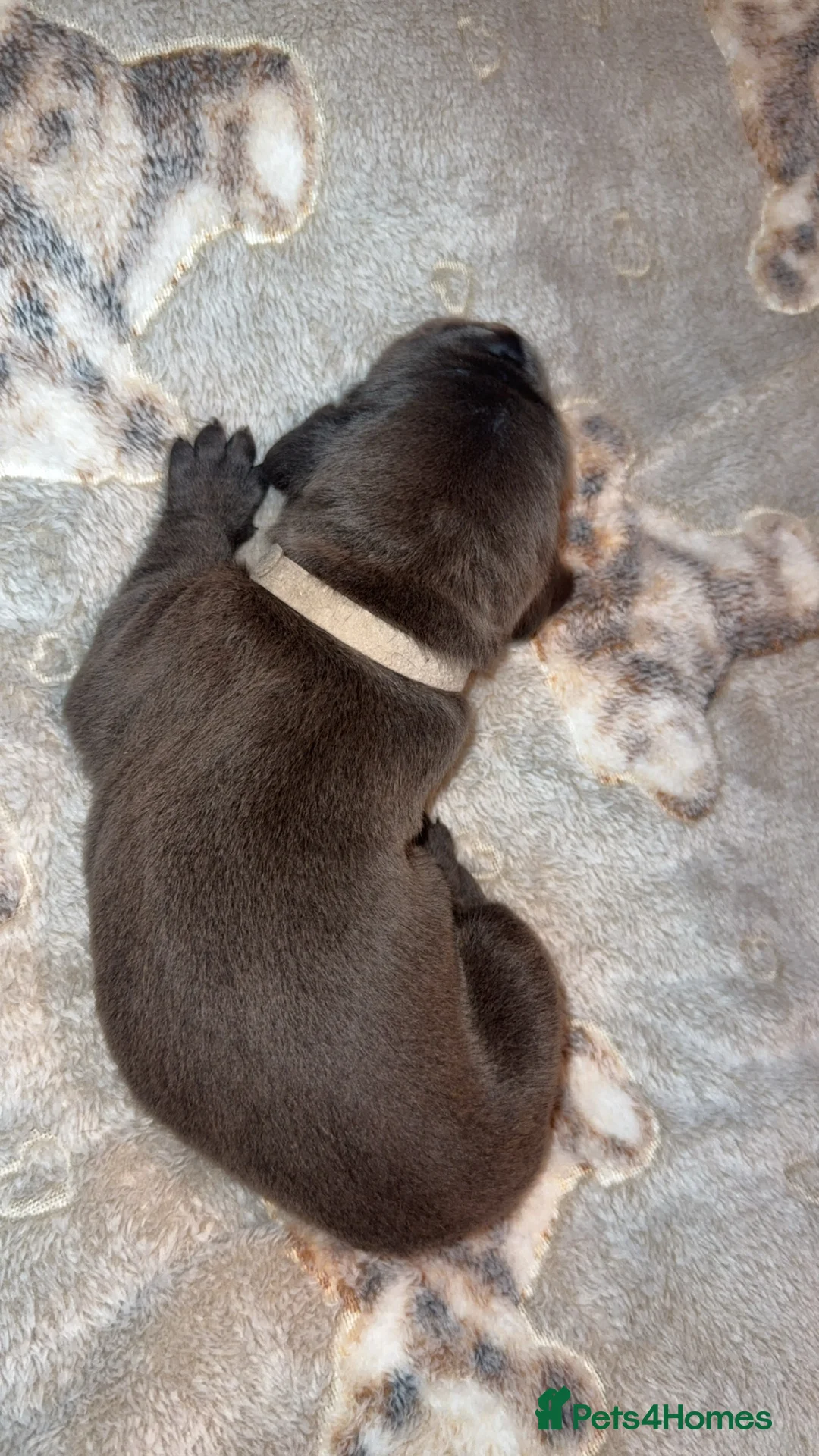 Cane Corso dogs for sale: Beautiful blue cane corsos - Advert 14