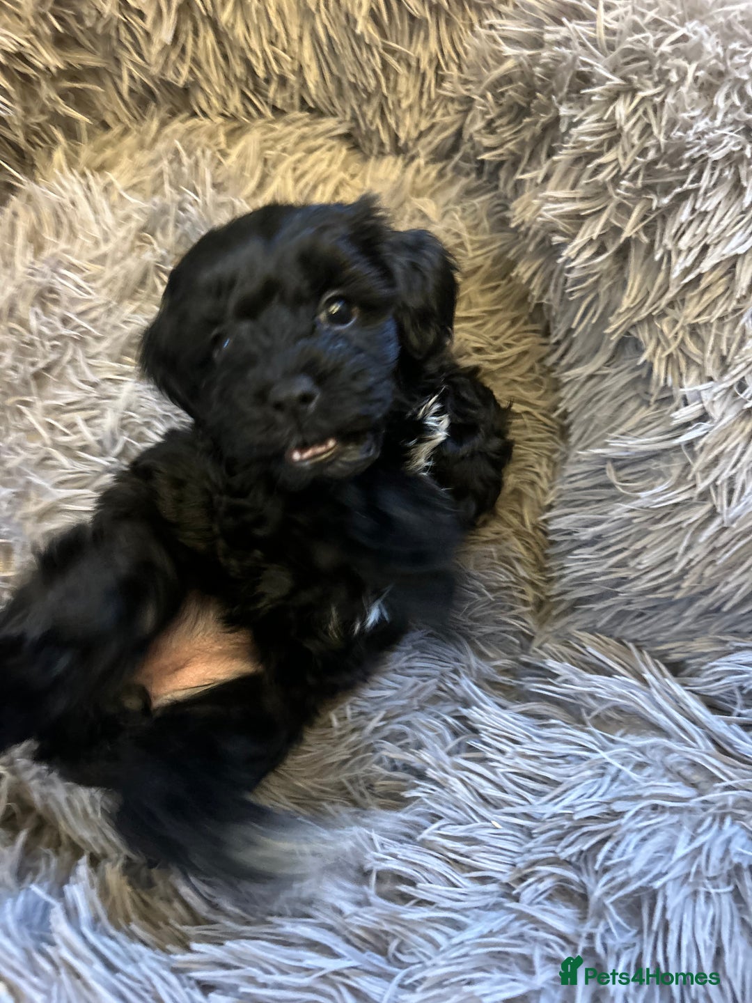 Toy Poodle dogs for sale: Beautiful Toy poodle girls Available next weekend  - Advert 2