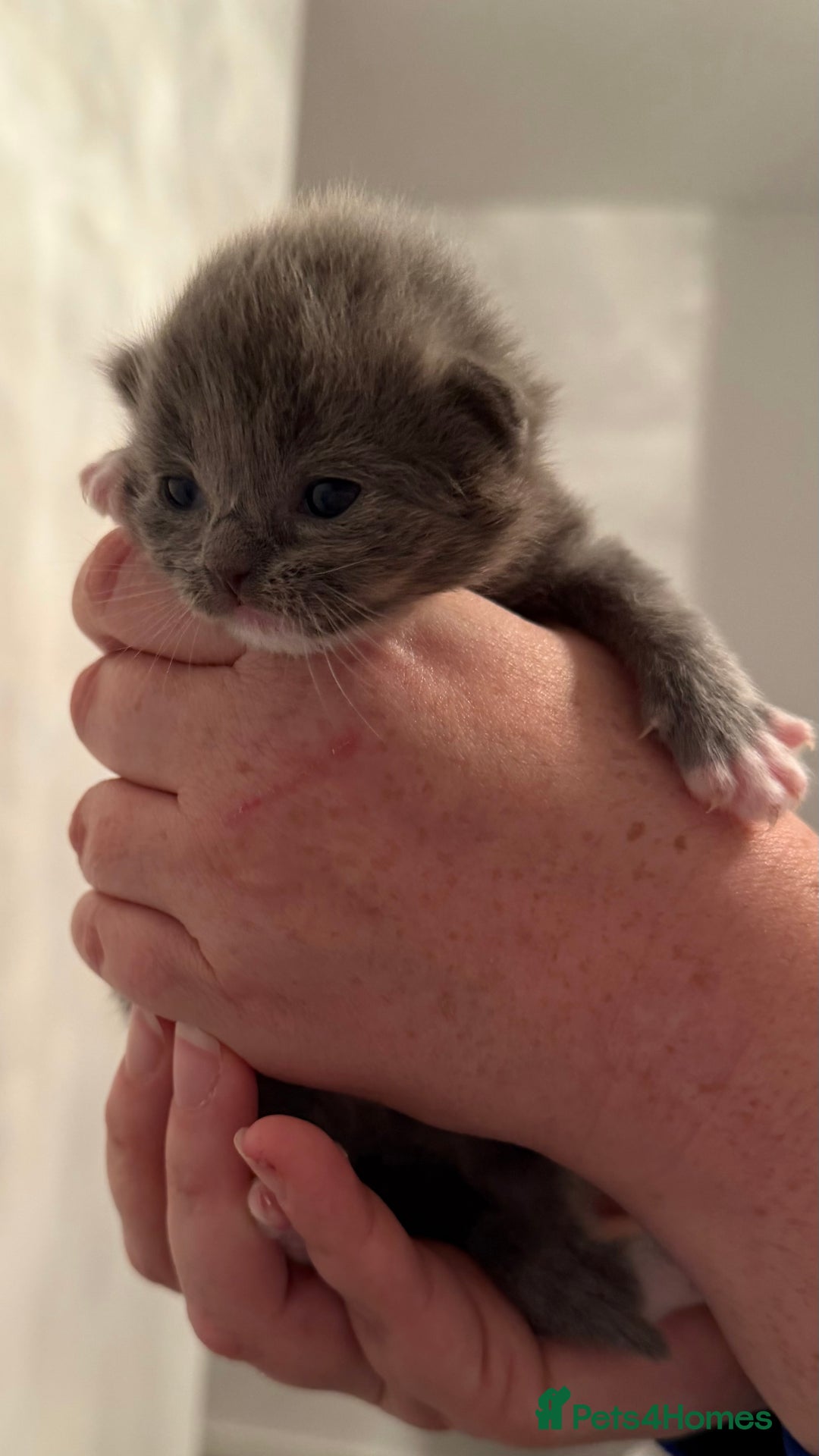 Ragdoll cats for sale: British longhair x ragdoll kittens✨ - Advert 7