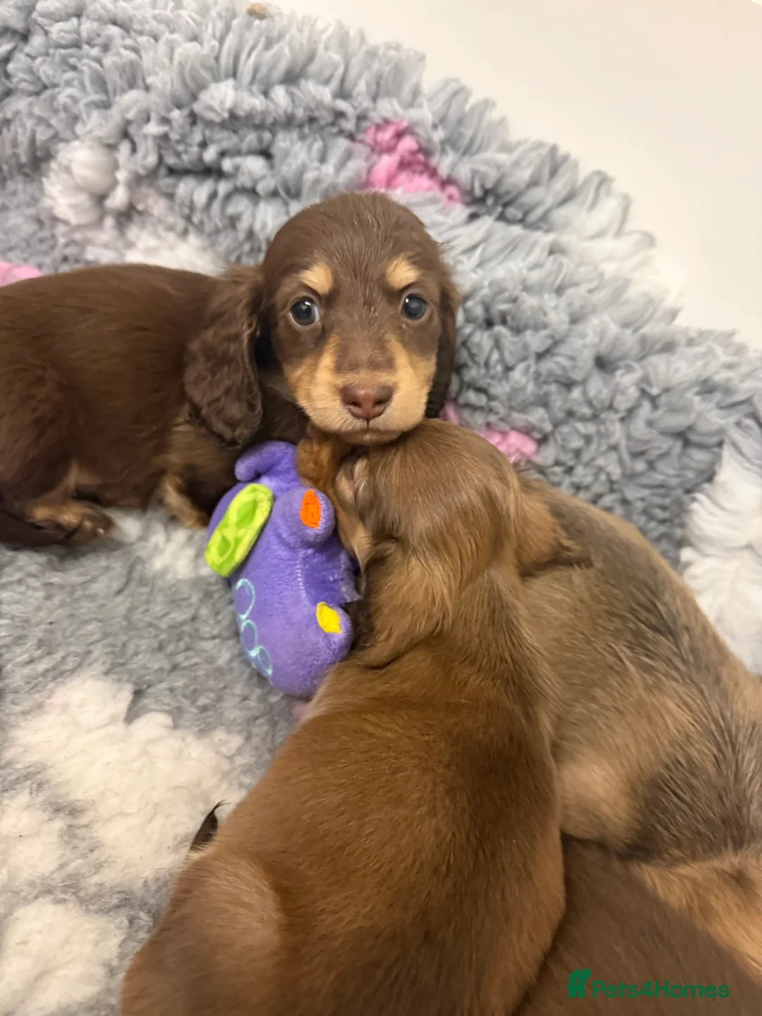 Miniature Dachshund dogs for sale: Miniature long haired Dachshund puppies Kc reg  - Advert 2