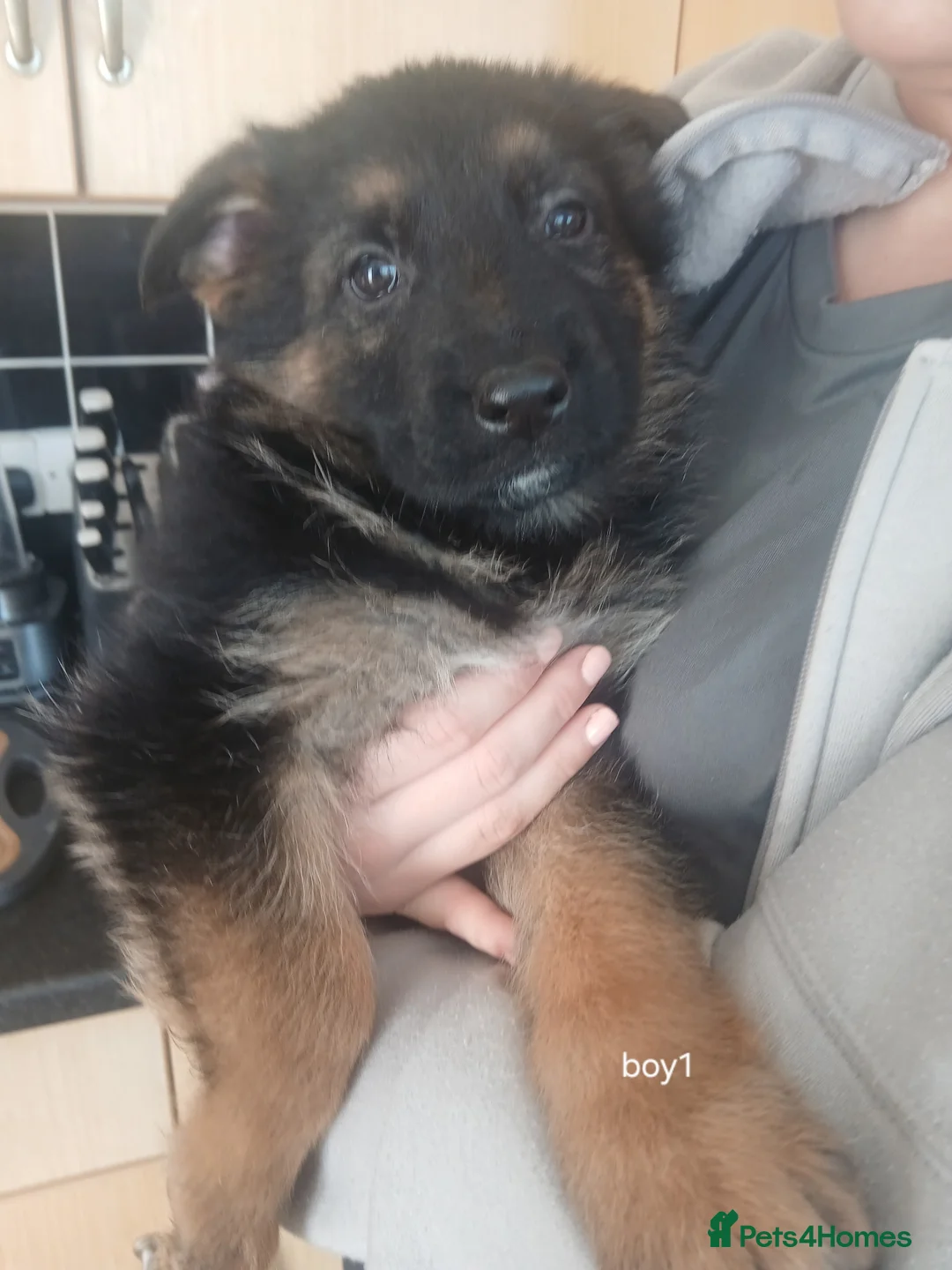 German Shepherd dogs for sale: German shepard pups - Advert 2