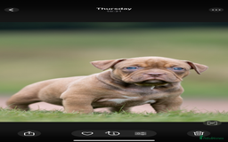 American Bully dogs for sale: RemmyXHienz litter 6 beautiful puppies  - Image 2