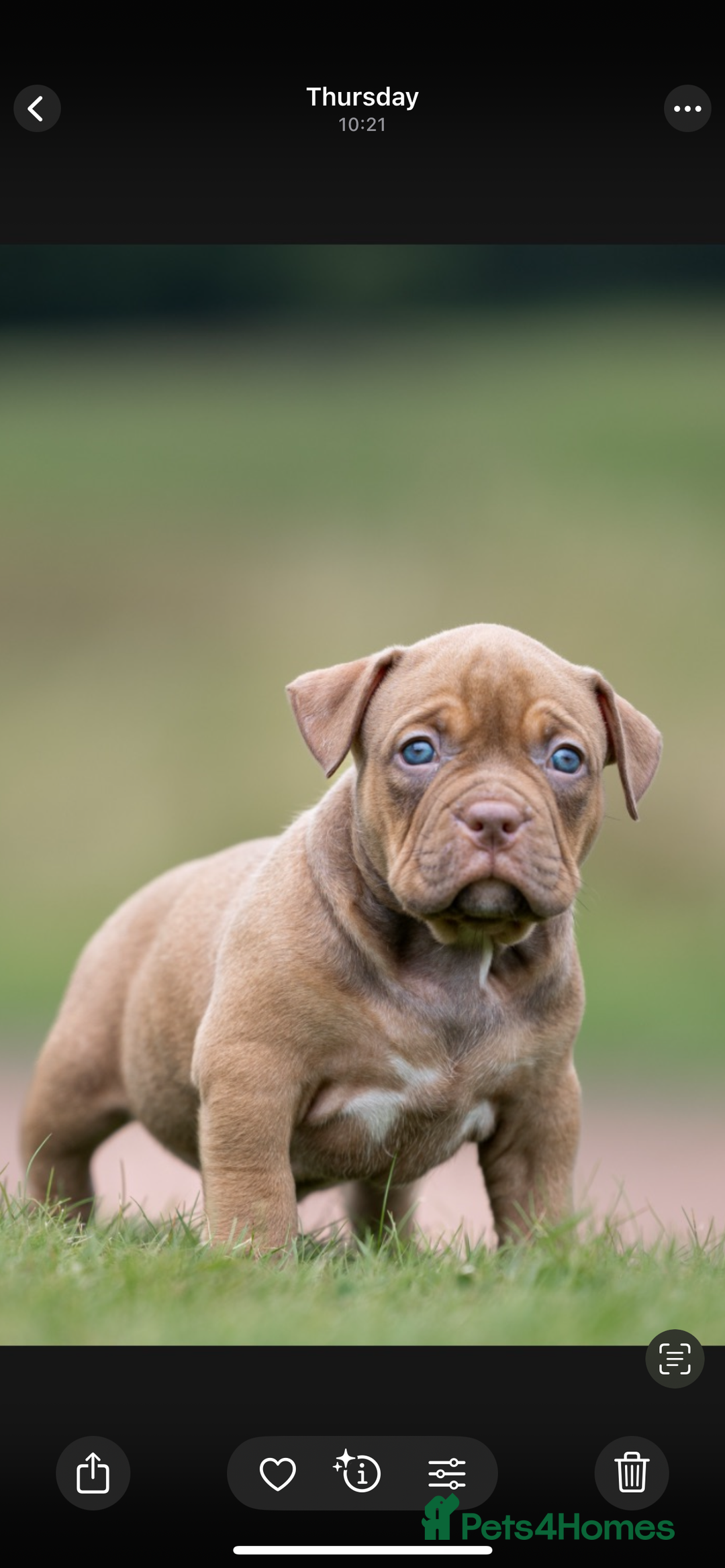 American Bully dogs for sale: RemmyXHienz litter 6 beautiful puppies  - Image 2