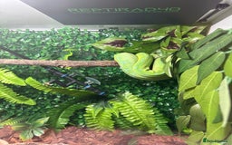 Snake reptiles for sale: Green Tree Python - Image 2