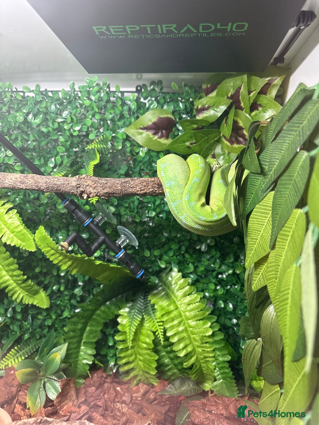 Snake reptiles for sale: Green Tree Python - Image 2