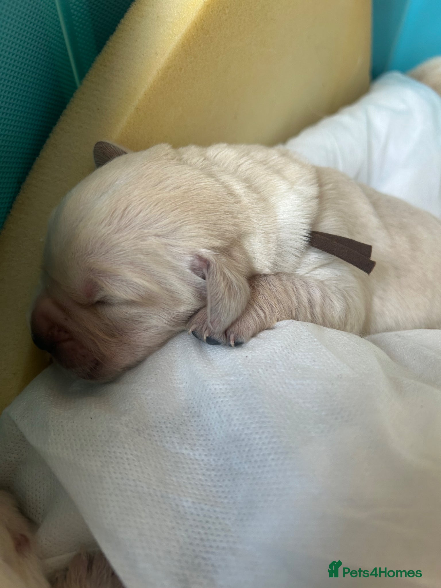 Goldador dogs Labrador Retriver FCI x Golden Retriver champion - Advert 2