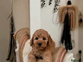 Australian Labradoodle dogs - Advert 2