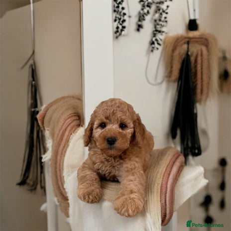 Australian Labradoodle dogs - Advert 1