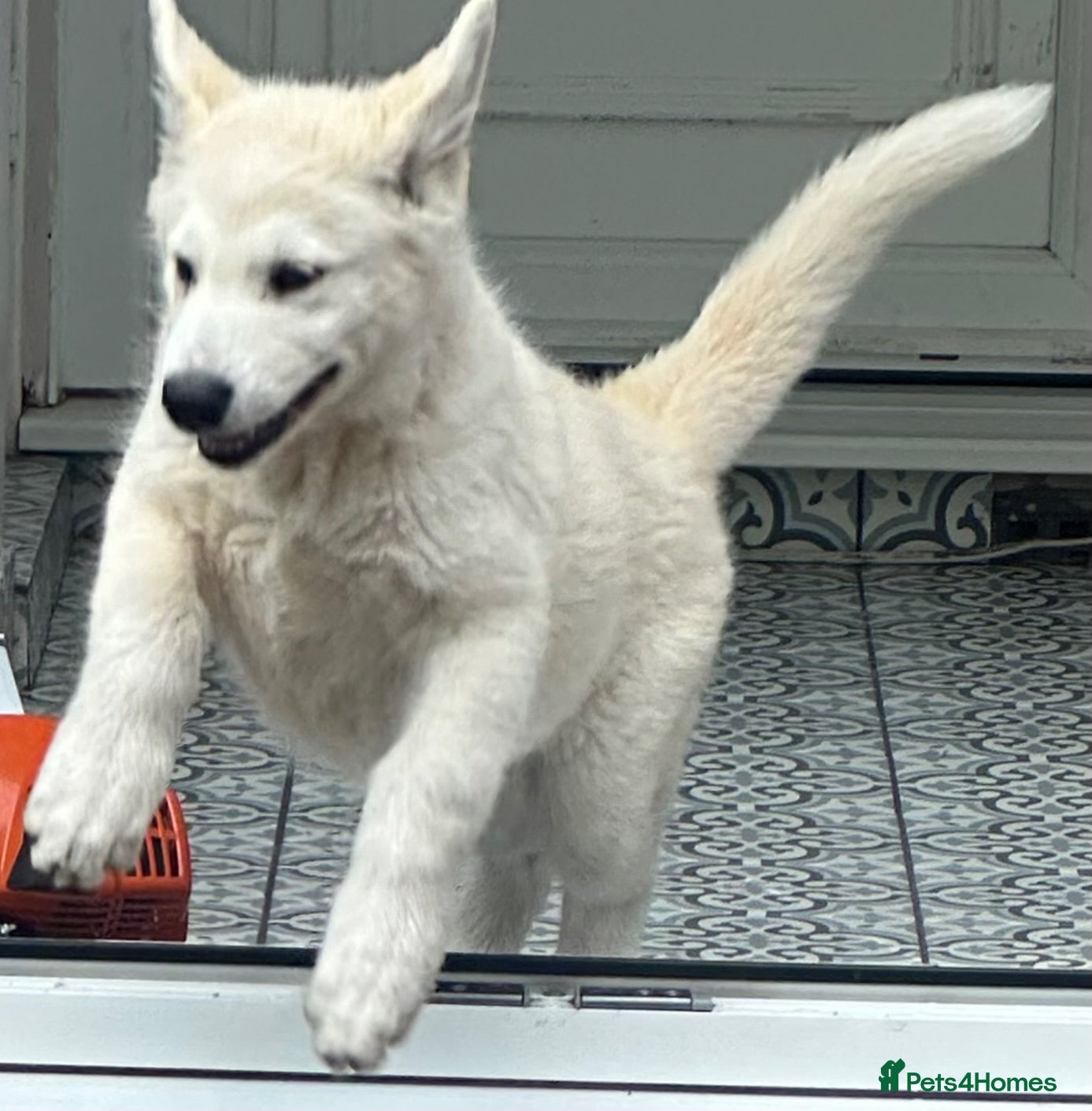 Alaskan Malamute dogs Pure white Alaskan Malamutes  - Advert 2