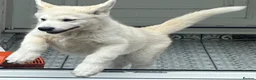 Alaskan Malamute dogs for sale: Pure white Alaskan Malamutes  in Wolverhampton - Advert 2