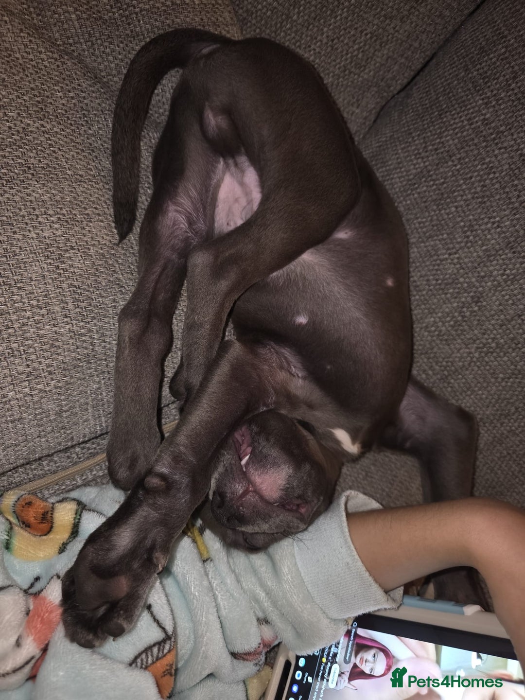 Mixed Breed dogs for sale: Loki  - Advert 5