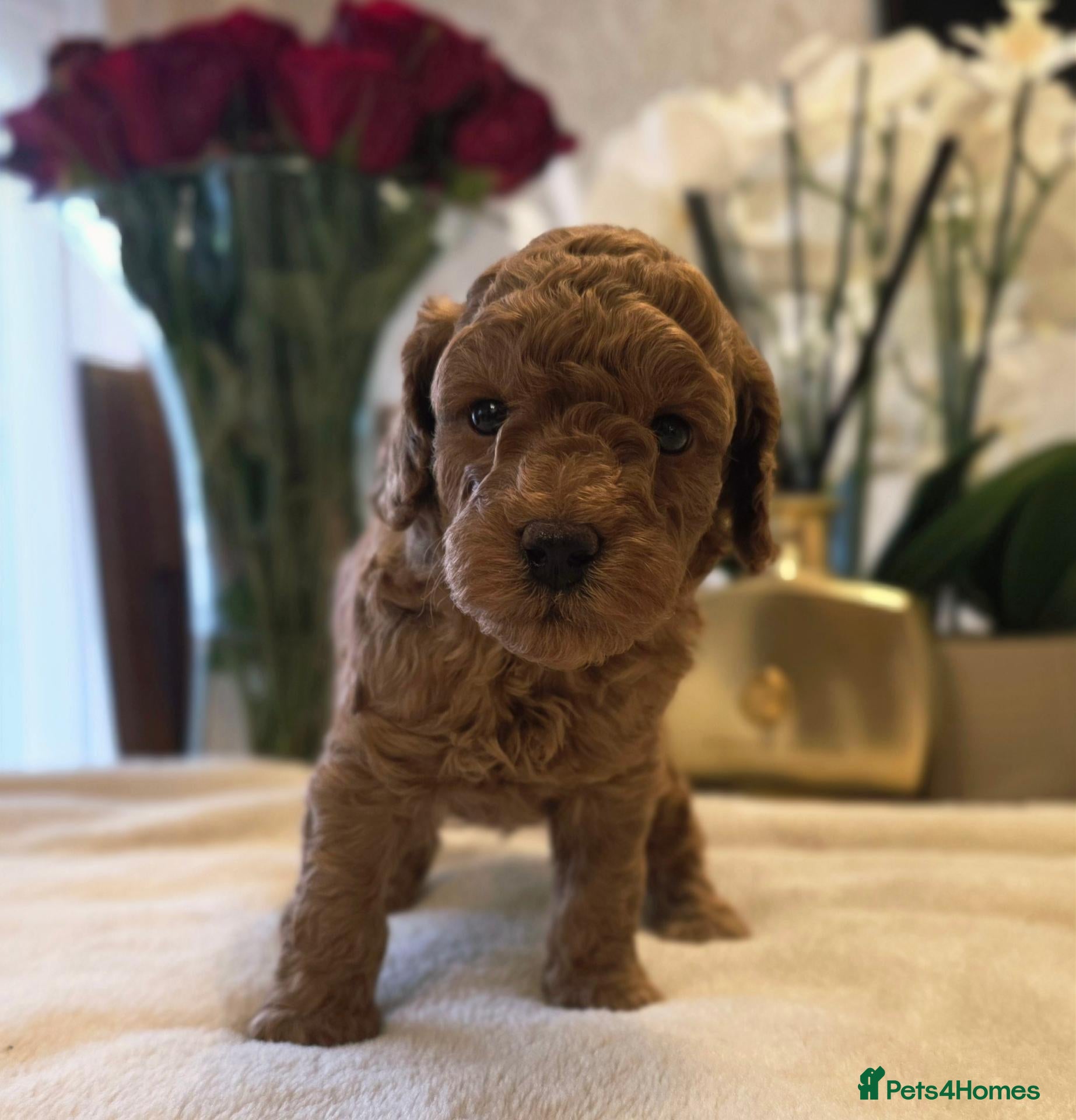 Cockapoo dogs Beautiful red toy cockapoo puppies  - Advert 2