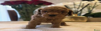 Cockapoo 2