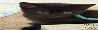 British Shorthair 1