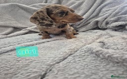 Miniature Dachshund dogs for sale: Kc dachshund babies ready next week - Image 18