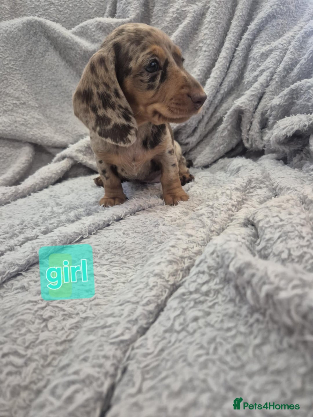 Miniature Dachshund dogs for sale: Kc dachshund babies ready next week - Image 18