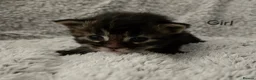 Maine Coon cats for sale: 6 TICA registered Maine Coon kittens. - Advert 9