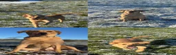 Labrador Retriever dogs for sale: TEMPORARY FOSTER HOME NEEDED FOR 1 YEAR OLD LAB - Advert 2