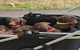 Miniature Dachshund dogs for sale: Miniature Dachshund Puppy - Image 15