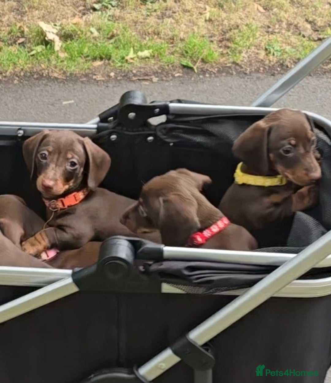 Miniature Dachshund dogs for sale: Miniature Dachshund Puppy - Image 15