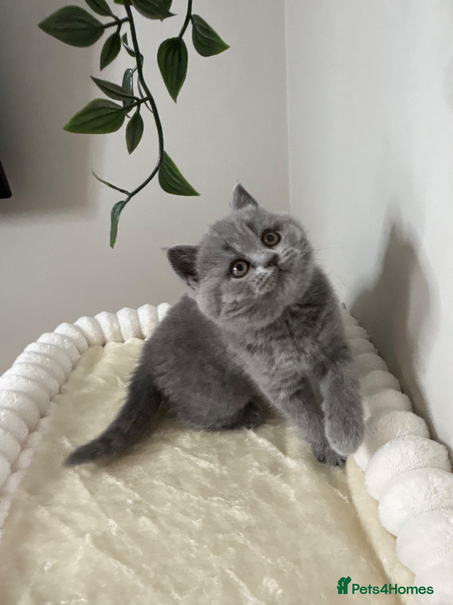 British Shorthair cats for sale: British Shorthair Kittens - Advert 1