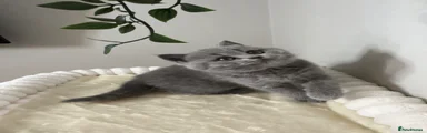 British Shorthair Kitten 1